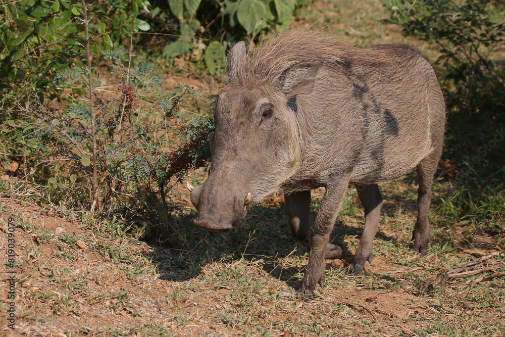 Warzenschwein / Warthog / Phacochoerus africanus Warzenschwein / Warthog / Phacochoerus africanus