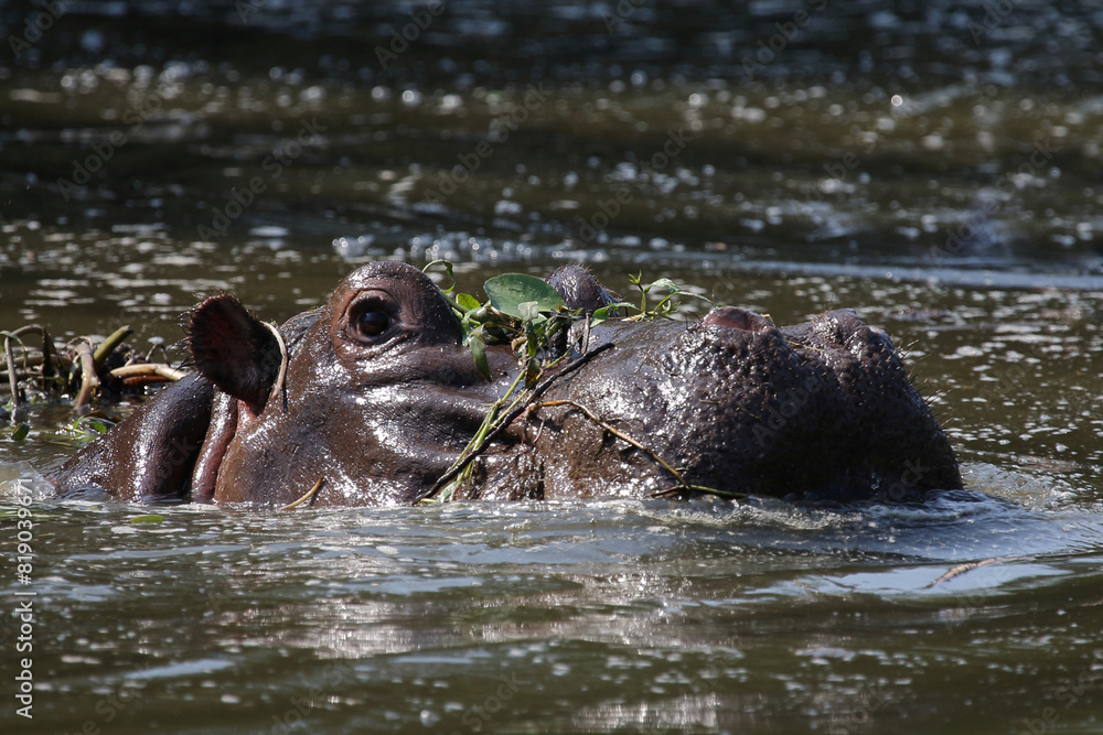 Fototapeta premium Flußpferd / Hippopotamus / Hippopotamus amphibius