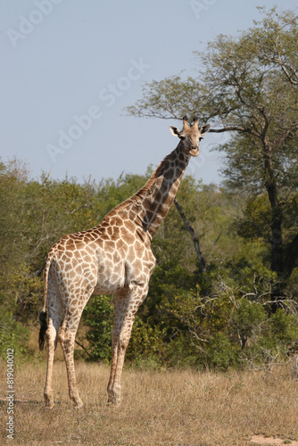 Giraffe   Giraffe   Giraffa camelopardalis