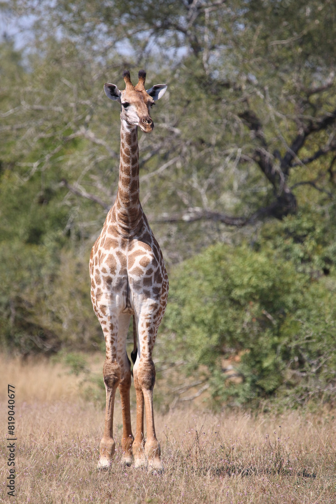 Obraz premium Giraffe / Giraffe / Giraffa camelopardalis