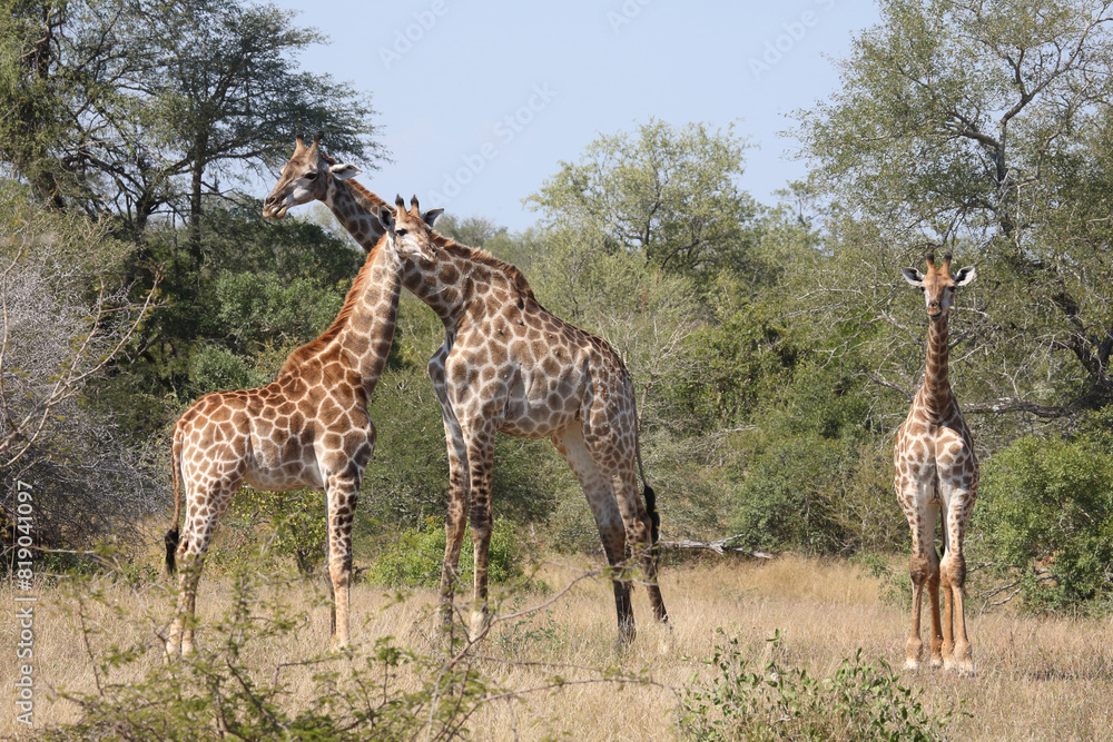 Obraz premium Giraffe / Giraffe / Giraffa camelopardalis