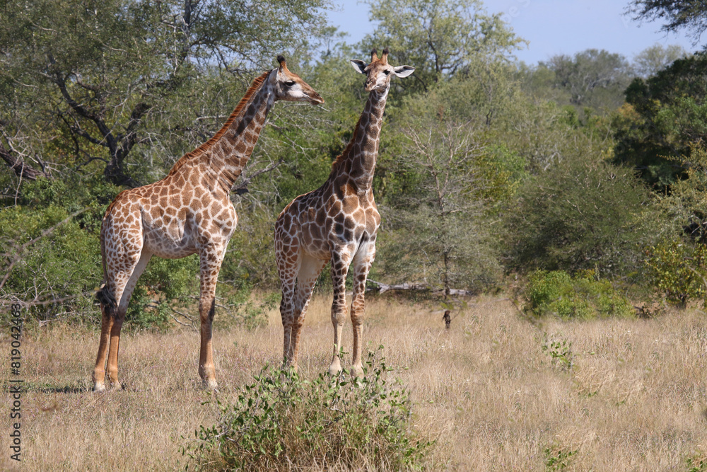 Obraz premium Giraffe / Giraffe / Giraffa camelopardalis