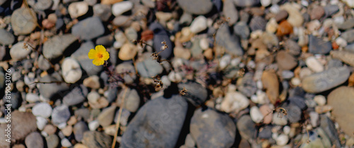 Panorama of a single golden poppy growing out of river rocks  © Cam