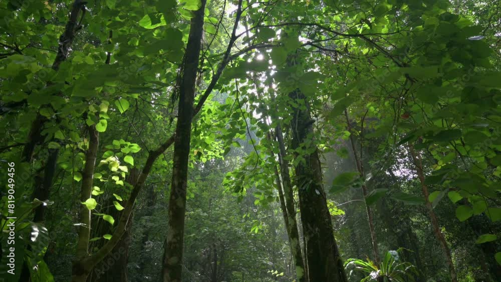 The mystery of the rainforest in the morning under the sunlight.  Beautiful tranquil lush foliage forest in thailand. Beauty in nature.