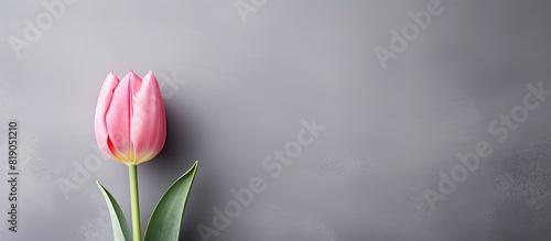 pink single tulip on a gray background. copy space available #819051210