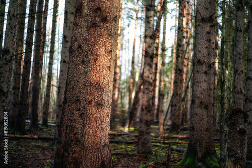 Fototapeta Naklejka Na Ścianę i Meble -  Las