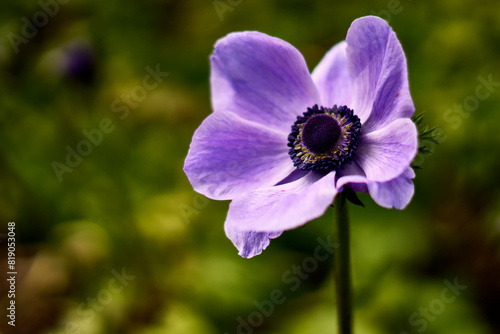 Closeup of a single purple anemone flower and a flower bud at Butchart Gardens, Victoria, BC.