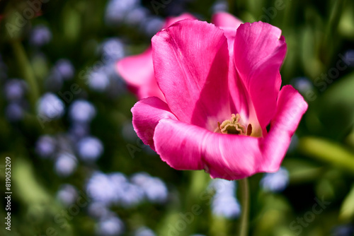 Closeup of a bright pink spring tulip with an artistic blurry background at Butchart Gardens, Victoria, BC.