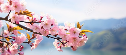 Beautiful pink Kawazu cherry blossoms. copy space available photo