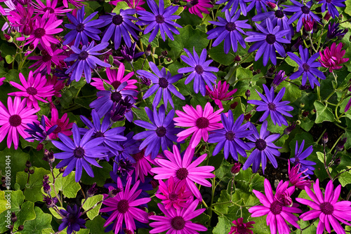 A dense bed of vibrant pink and purple pericallis flowers at Butchart Gardens, Victoria, BC.