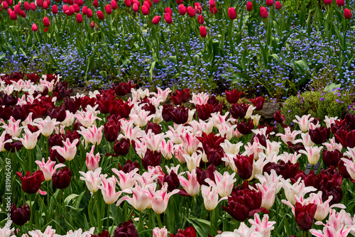 A bed of unique red and pink tulips, and tiny blue forget-me-nots at Butchart Gardens, Victoria, BC.