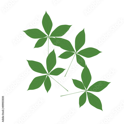 Ohio-buckeye-verdant-leafage