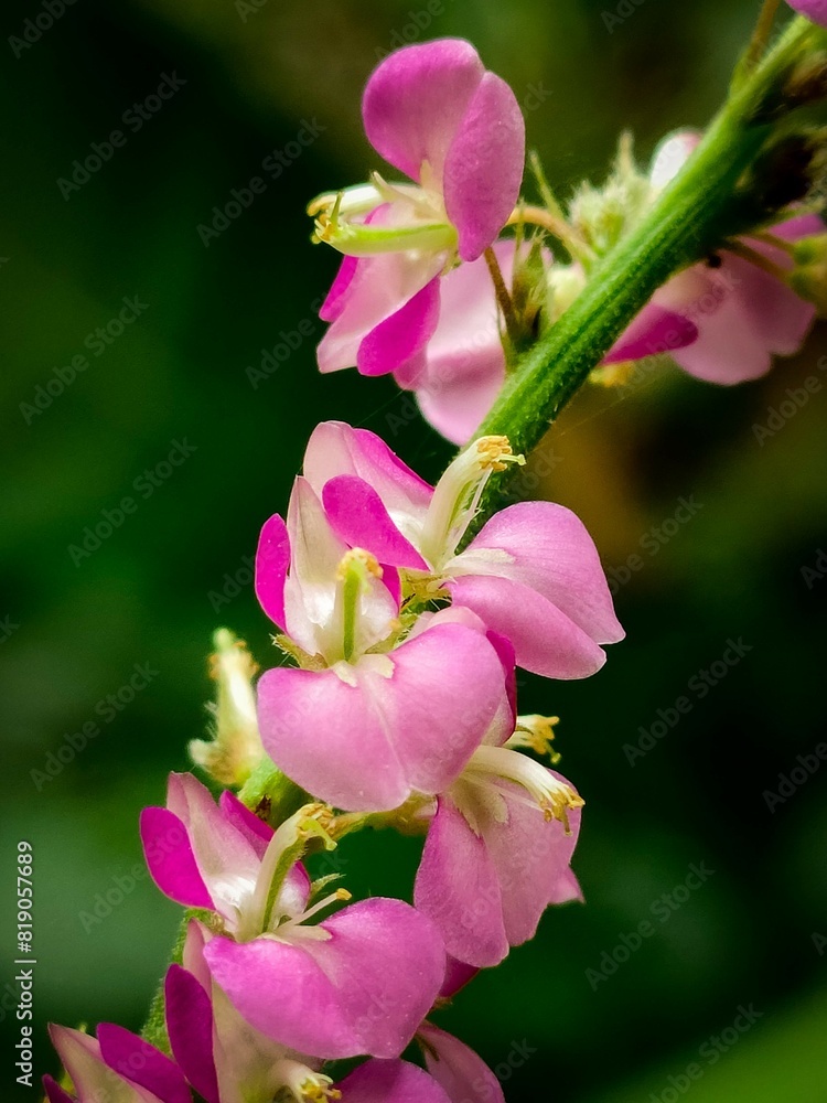 Fototapeta premium Flowers next door