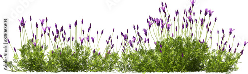 Photos lavender blooming plants hq arch viz cutout bush shrub