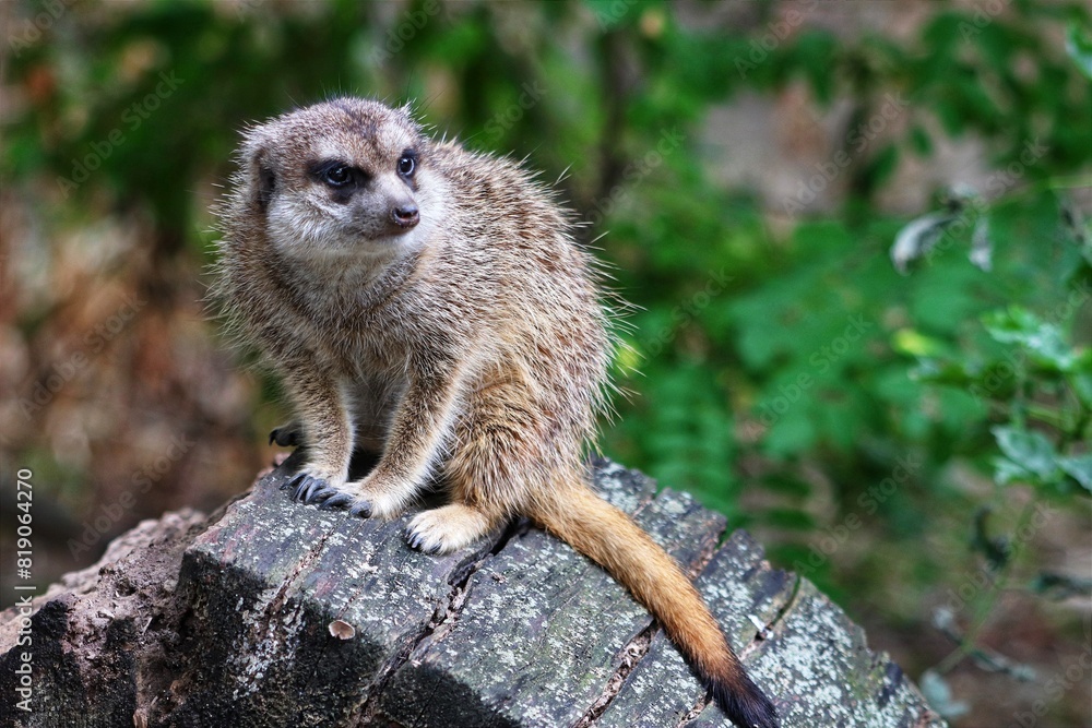 Fototapeta premium meerkat on guard