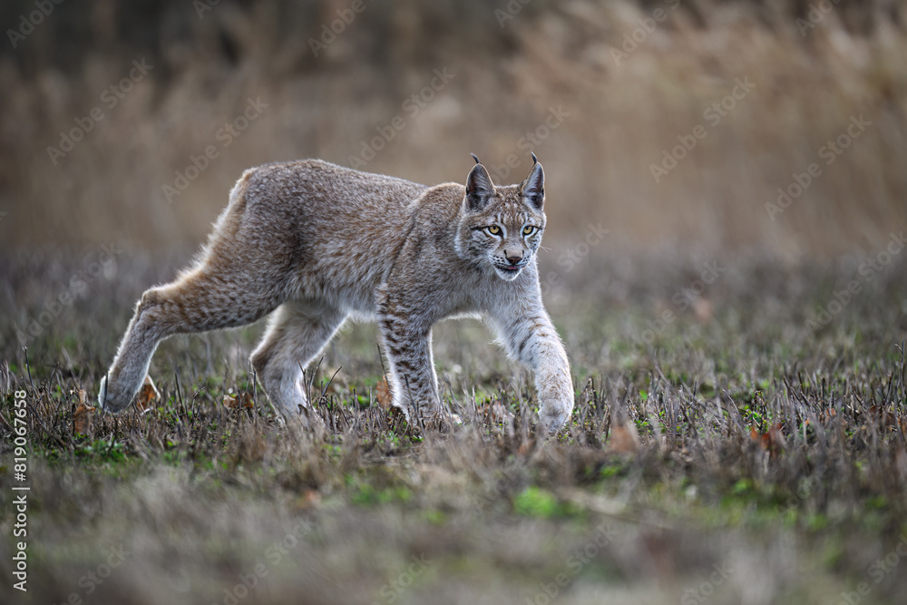 The lynx cub runs across the meadow and would like to play. The lynx cub runs across the meadow and would like to play.