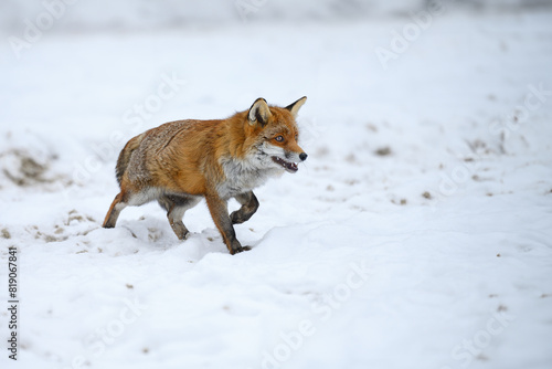 A fox follows a trail in the snow.