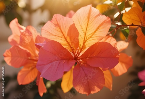 Bougainvillea flower closeup Realistic Light understand sun light significantly summer flower season concept