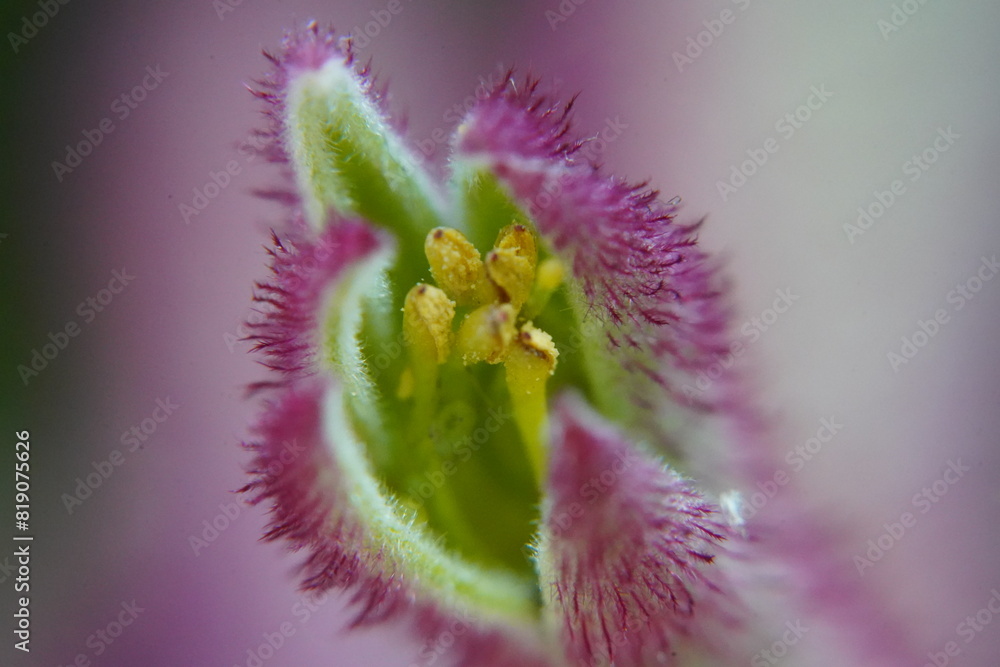 Hybrid Kangaroo Paws are prized for their distinctive flowers and ...