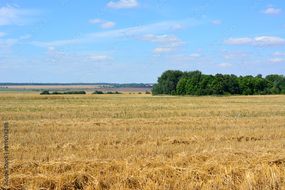 a field of wheat with a blue sky and trees in the background copy space