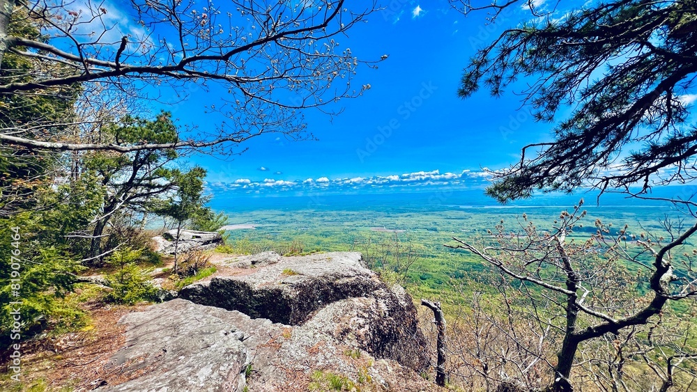 Obraz premium pine tree on the beach