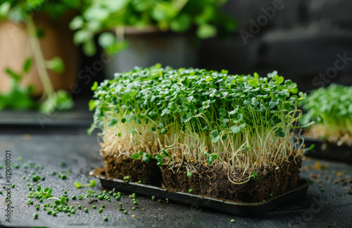 Fresh cress salad on wooden table selective focus. A photo of micro greens growing in peat moss photo