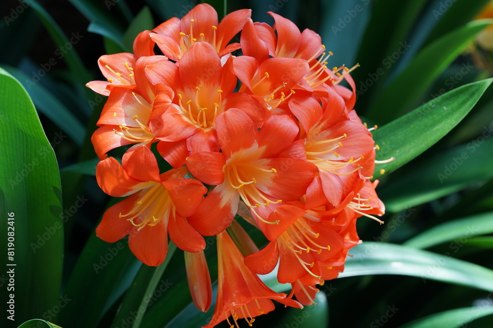 Φωτογραφία Clivia miniata, commonly known as the Natal Lily or Bush Lily, is a popular ornamental plant prized for its striking flowers and robust foliage