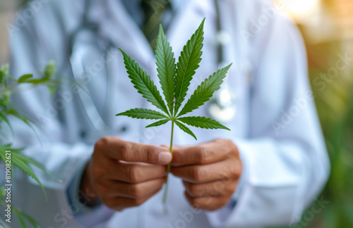 Doctor holds cannabis leaf in his hands. Close up photo of doctor holding a cannabis leaf