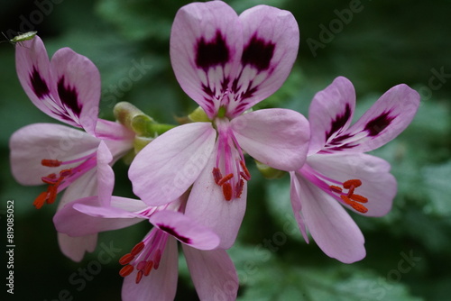 Pelargonium quercifolium, with its oak-like, aromatic leaves and delicate flowers, is a delightful addition to any garden. Its easy-care nature |天竺葵 photo