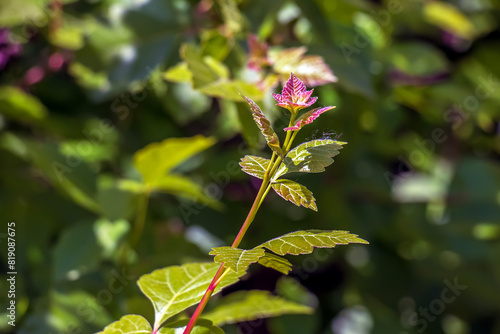 Buds and leaves of sumac Rhus trilobata in spring. Skunkbrush Sumac photo