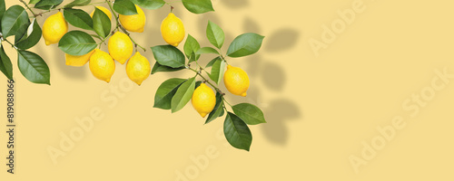 lemon foliage with fruits and leaves ia