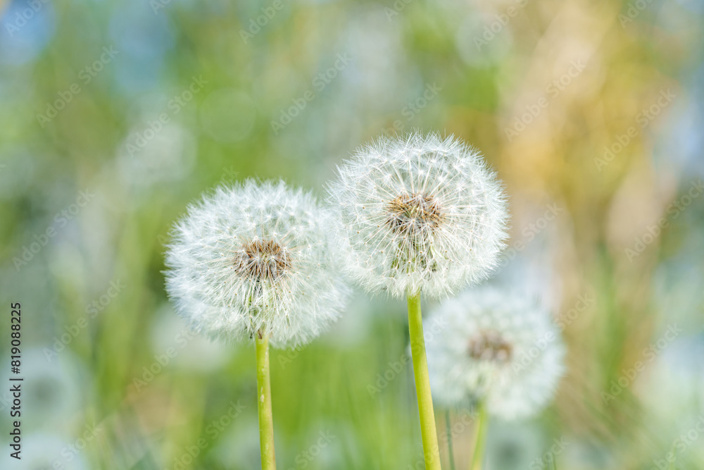 A field with dandelions and vibrant yellow flowers blooming amidst the grass A field with dandelions and vibrant yellow flowers blooming amidst the grass