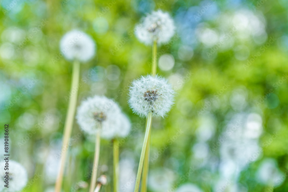 A field with dandelions and vibrant yellow flowers blooming amidst the grass A field with dandelions and vibrant yellow flowers blooming amidst the grass