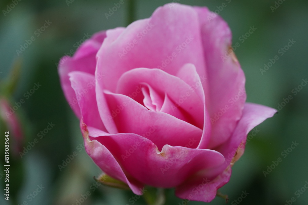 Φωτογραφία Garden roses are cherished ornamental plants known for their layered petals, rich fragrance, and diverse colors