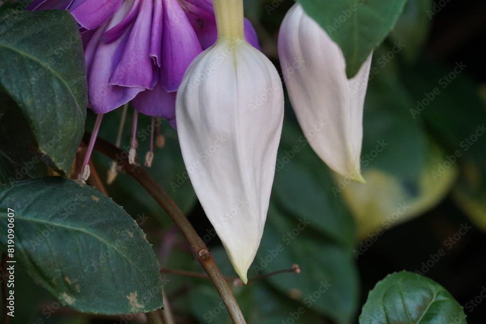 Fuchsia hybrids are a group of popular and visually striking ornamental plants belonging to the genus Fuchsia, which is part of the Onagraceae family. |吊鐘花 Fuchsia hybrids are a group of popular and visually striking ornamental plants belonging to the genus Fuchsia, which is part of the Onagraceae family. |吊鐘花