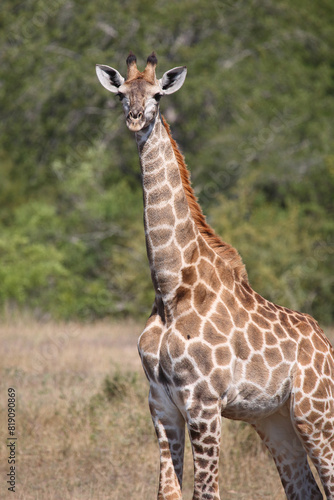 Giraffe   Giraffe   Giraffa camelopardalis