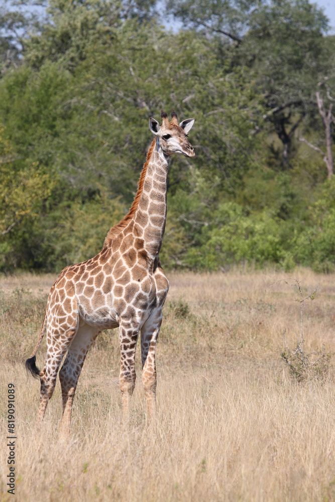 Giraffe / Giraffe / Giraffa camelopardalis Giraffe / Giraffe / Giraffa camelopardalis