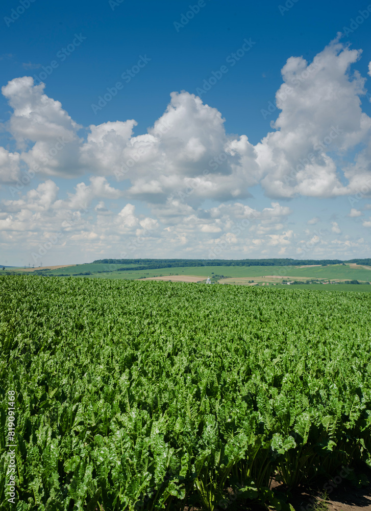 Field of sweet sugar beet growing with blue sky Field of sweet sugar beet growing with blue sky