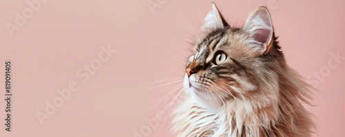 Cat Looking Up at Pink Background