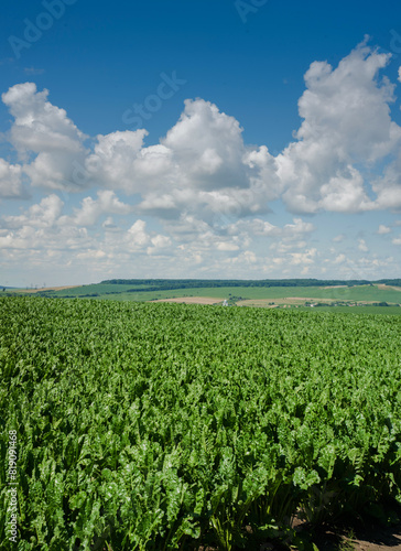 Field of sweet sugar beet growing with blue sky