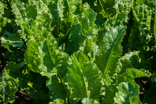 close-up green, fresh leaves of sugar beet