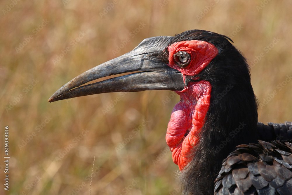 Kaffernhornrabe / Southern ground hornbill / Bucorvus leadbeateri Kaffernhornrabe / Southern ground hornbill / Bucorvus leadbeateri