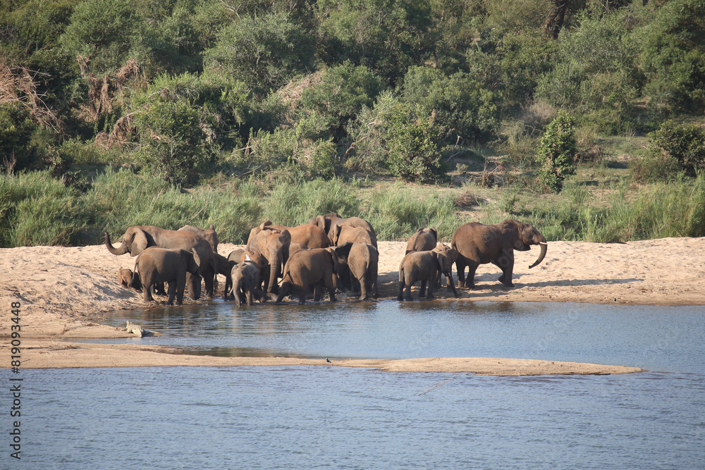 Obraz premium Afrikanischer Elefant am Sabie River / African elephant at Sqabie River / Loxodonta africana.