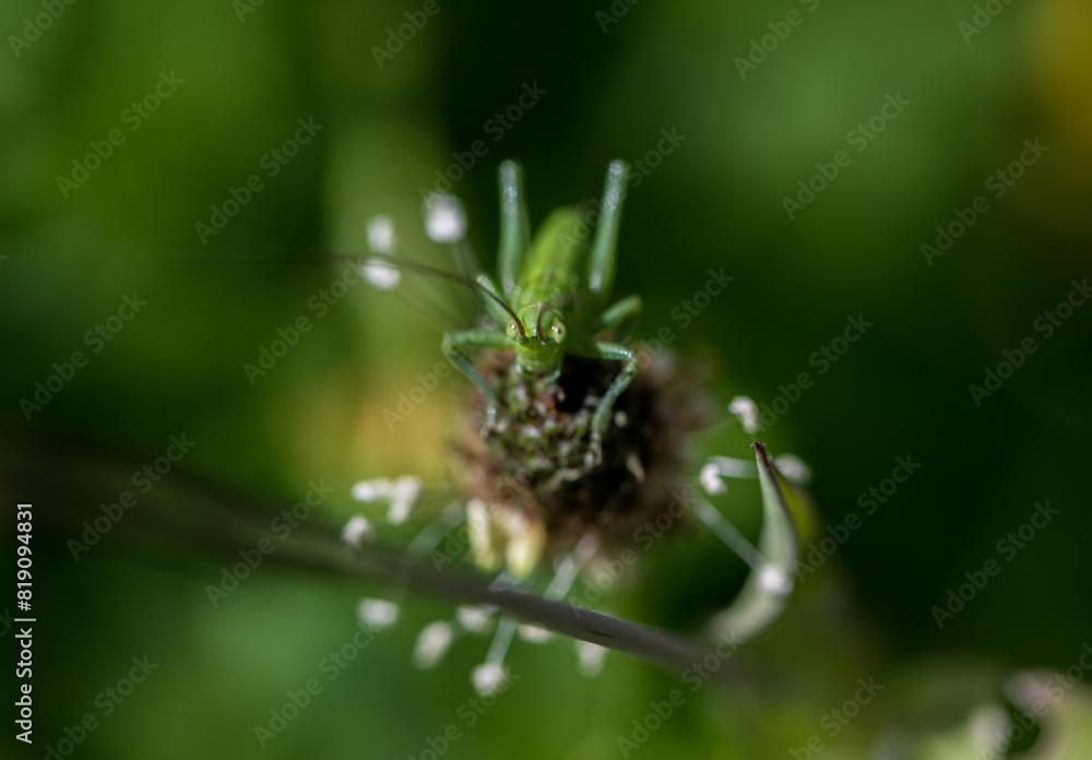 Green grass hopper from above, macrophotography, isolated Green grass hopper from above, macrophotography, isolated