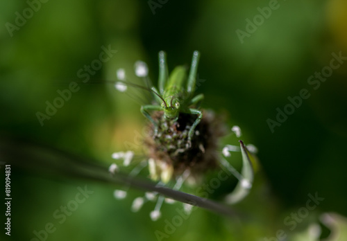 Green grass hopper from above, macrophotography, isolated