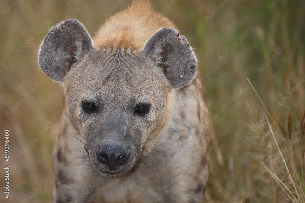 Tüpfelhyäne / Spotted hyaena / Crocuta crocuta Tüpfelhyäne / Spotted hyaena / Crocuta crocuta