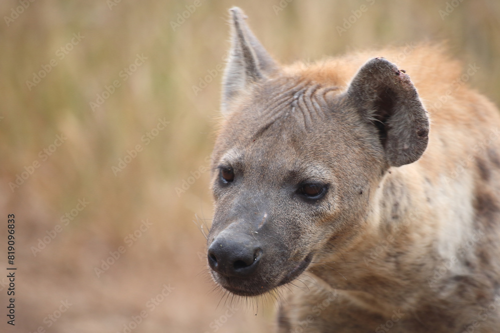 Tüpfelhyäne / Spotted hyaena / Crocuta crocuta Tüpfelhyäne / Spotted hyaena / Crocuta crocuta