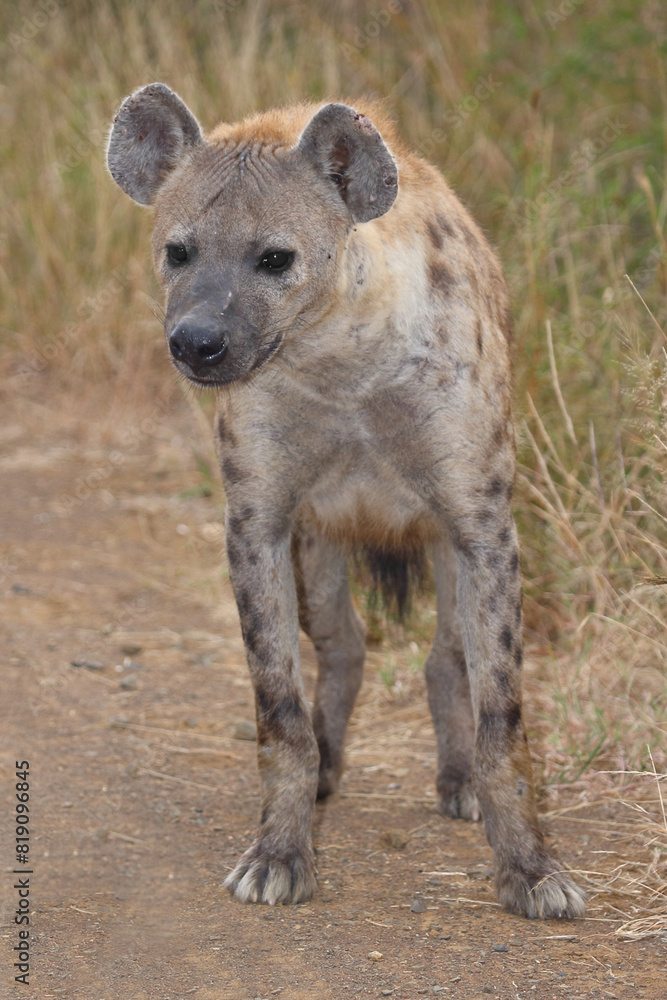 Tüpfelhyäne / Spotted hyaena / Crocuta crocuta Tüpfelhyäne / Spotted hyaena / Crocuta crocuta