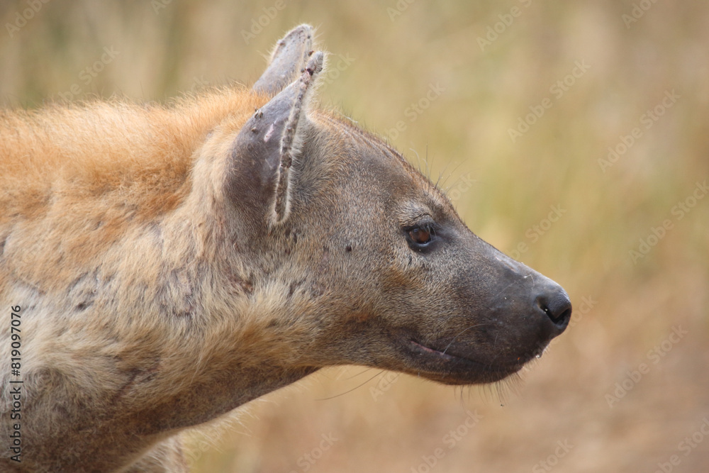 Tüpfelhyäne / Spotted hyaena / Crocuta crocuta Tüpfelhyäne / Spotted hyaena / Crocuta crocuta