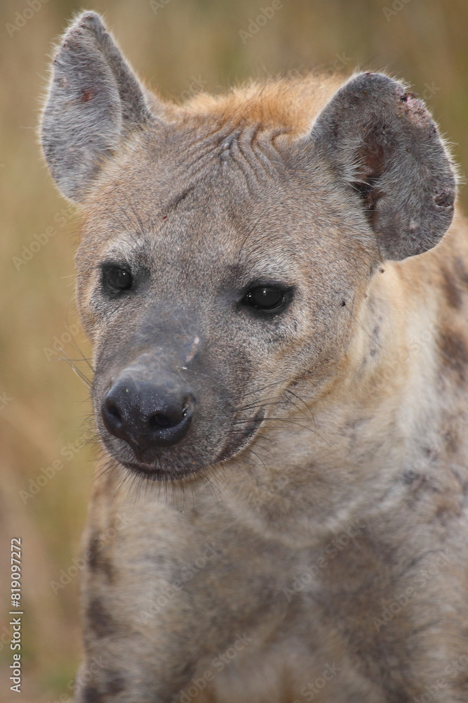 Tüpfelhyäne / Spotted hyaena / Crocuta crocuta Tüpfelhyäne / Spotted hyaena / Crocuta crocuta